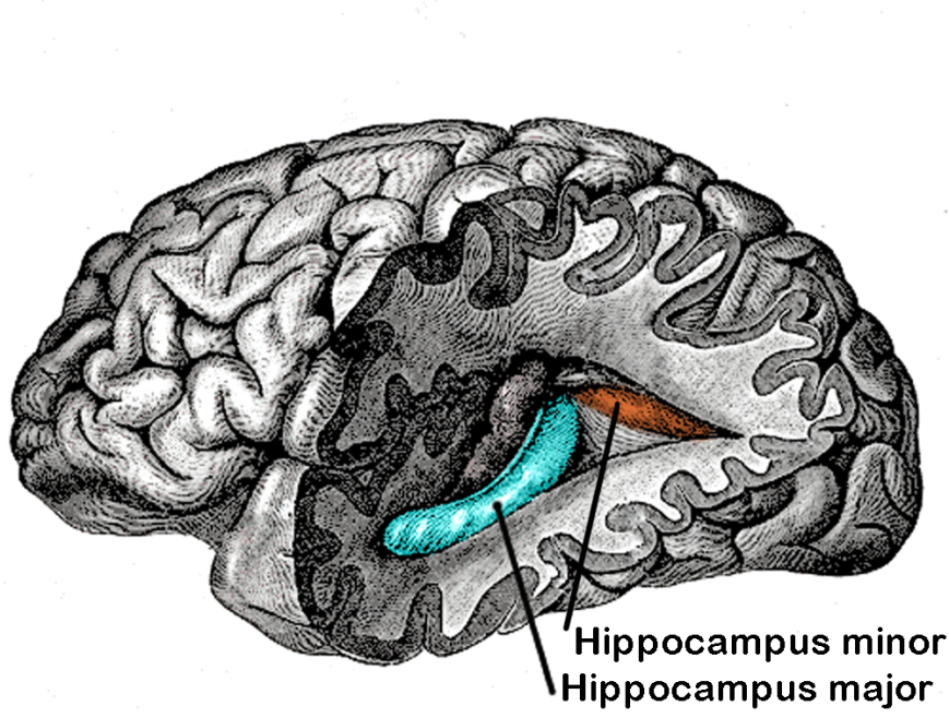 Gray739-emphasizing-hippocampus-minor