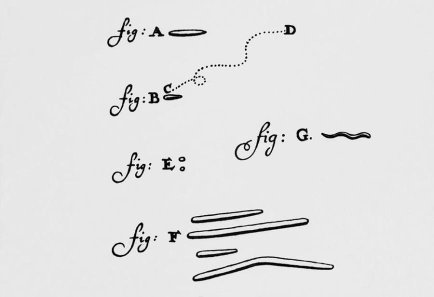 drawings-of-animalcules-form-leeuwenhoeks-letter-dr-jeremy-byrgess
